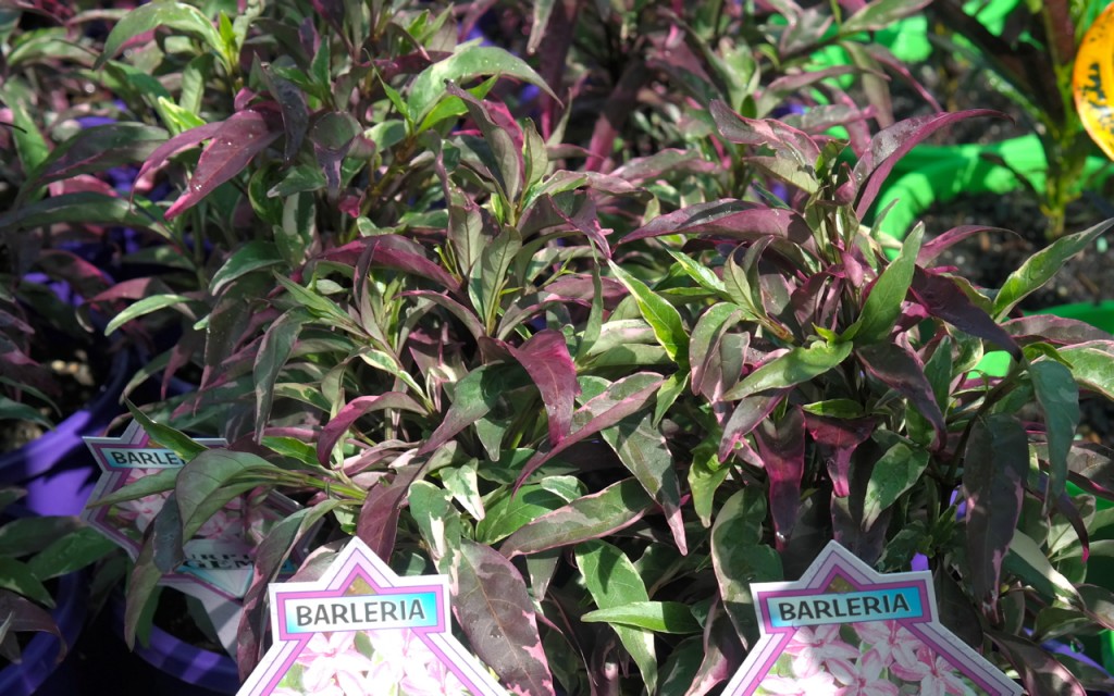Purple Gem Barleria (Barleria obtusa)