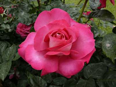 Rose ‘Baron de Rothschild Hybrid Tea’ 2ft Standard - Ladybird Nursery