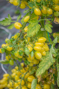 Tomato 'Barry's Crazy Cherry'