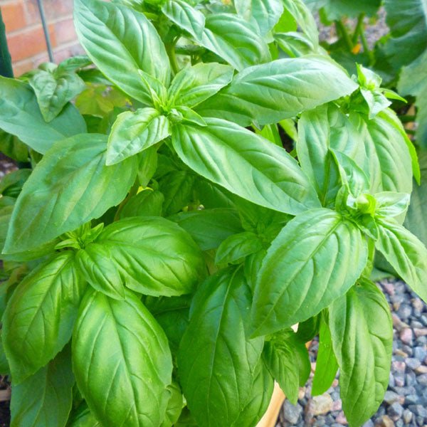 Basil 'Sweet' (PICKUP ONLY) - Ladybird Nursery