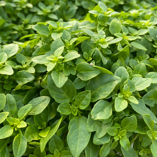 Basil 'Greek' (PICKUP ONLY)