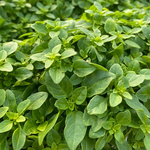 Basil 'Greek' (PICKUP ONLY) - Ladybird Nursery
