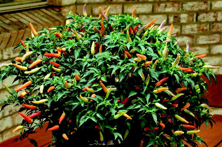 Chilli Strauch Rainbow Chilli Fruit Tree – Buy Now! – Ladybird Nursery