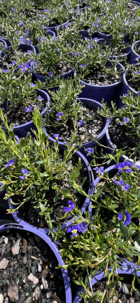 Dampiera diversifolia - Ladybird Nursery