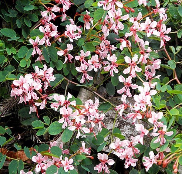 Climbing Bauhinia Tripods (Bauhinia corymbosa) - Ladybird Nursery