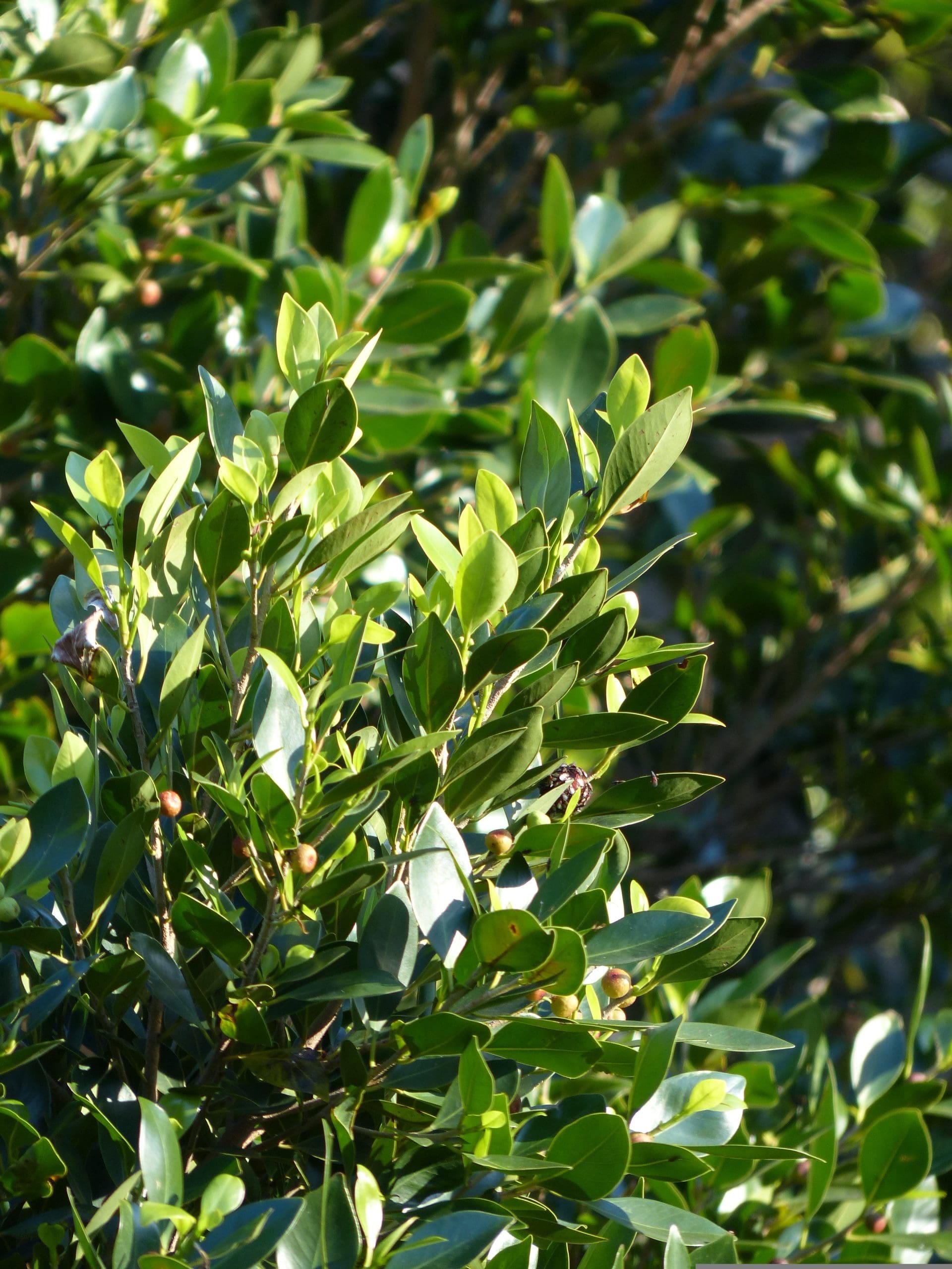 Bay Tree Flavour Master (Laurus nobilis)
