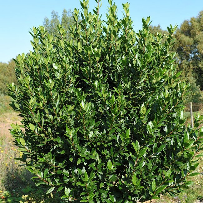 Bay Leaf Tree