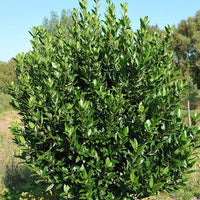 Bay Leaf Tree