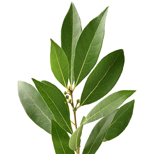 Bay Leaf Tree
