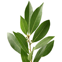 Bay Leaf Tree