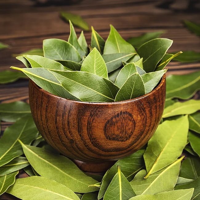 Bay Leaf Tree - Ladybird Nursery