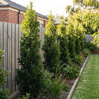 Bay Leaf 'Miles Choice' (Laurus nobilis) - Large - Ladybird Nursery