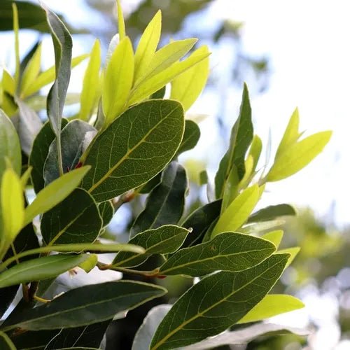 Bay Leaf 'Miles Choice' (Laurus nobilis) - Large - Ladybird Nursery