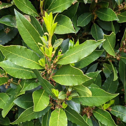 Bay Leaf Tree (Pick up only) - Ladybird Nursery