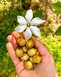 Blackberry Jam Fruit - Ladybird Nursery