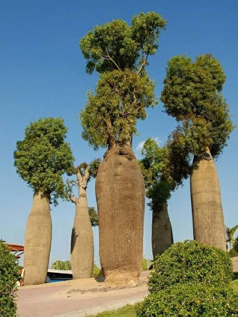 Queensland Bottle Tree (Brachychiton rupestris) 140mm Pot - Ladybird Nursery