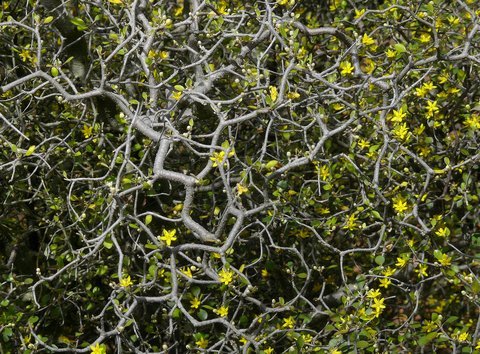 Wire Netting Bush (Corokia cotoneaster) - Ladybird Nursery