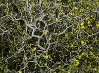 Wire Netting Bush (Corokia cotoneaster) - Ladybird Nursery