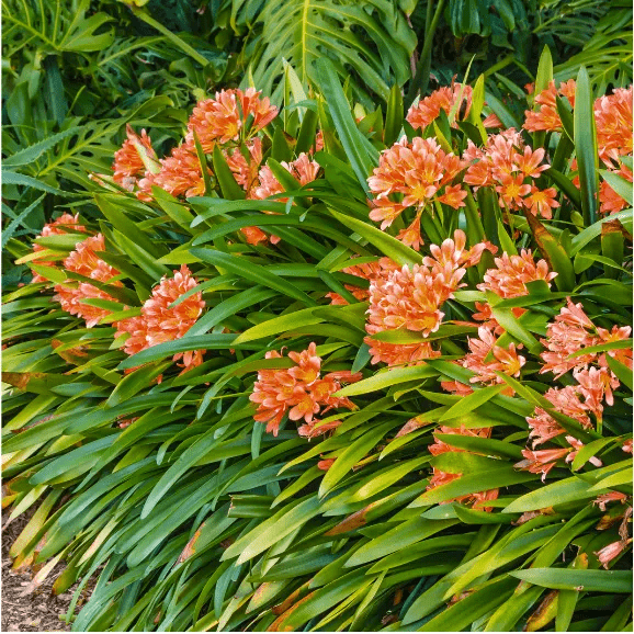 Bush Lily Mixed (Clivia miniata) - Ladybird Nursery