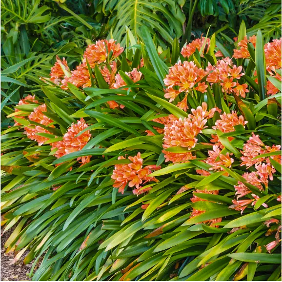 Bush Lily Mixed (Clivia miniata)