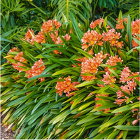 Bush Lily Mixed (Clivia miniata)