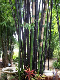 Timor Black Bamboo (Bambusa lako)