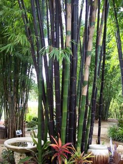 Timor Black Bamboo (Bambusa lako) - Ladybird Nursery