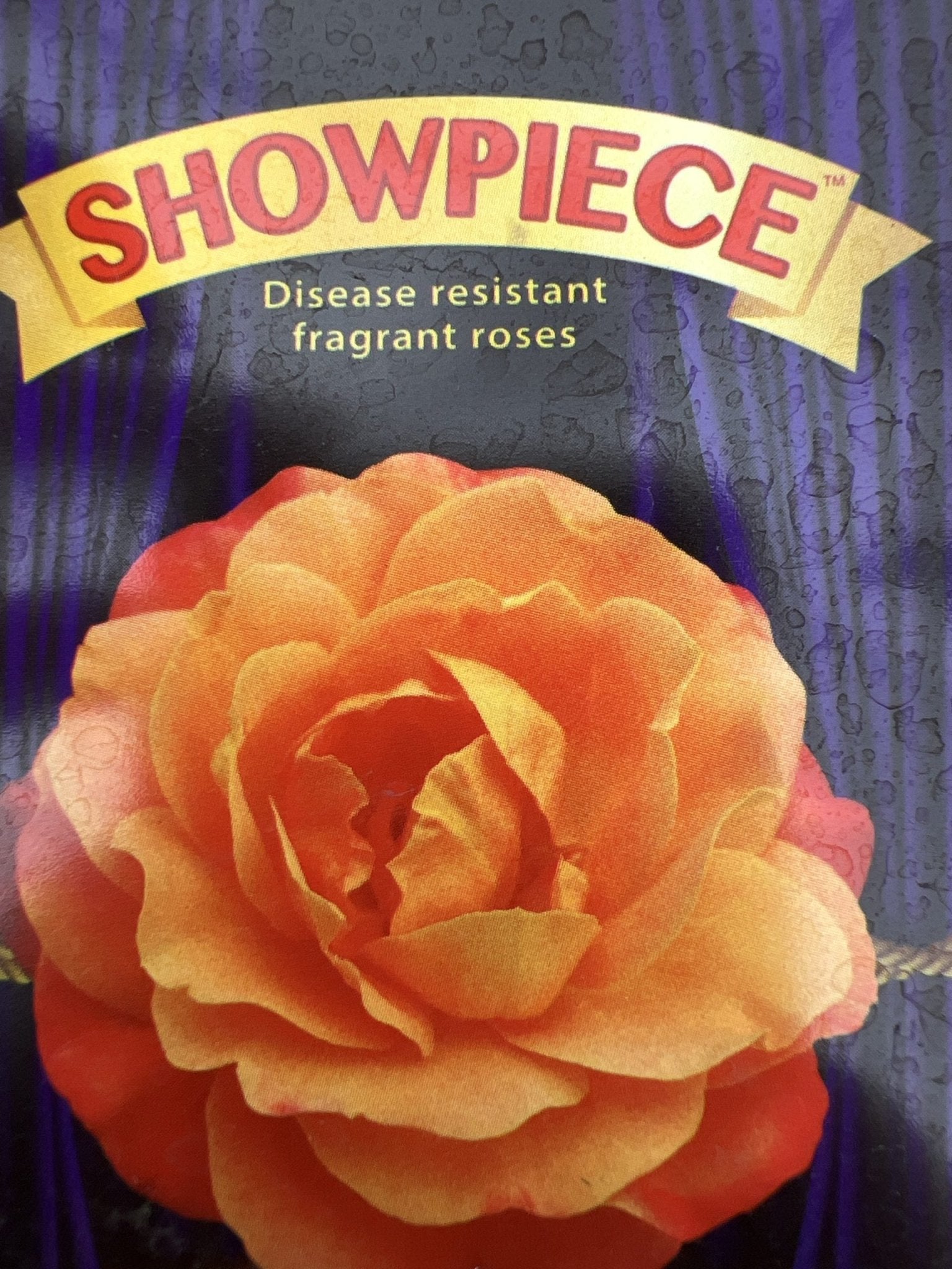 Rose Showpiece Orange (Rosa) - Ladybird Nursery