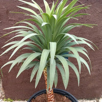 Yucca (Yucca desmetiana) - Ladybird Nursery
