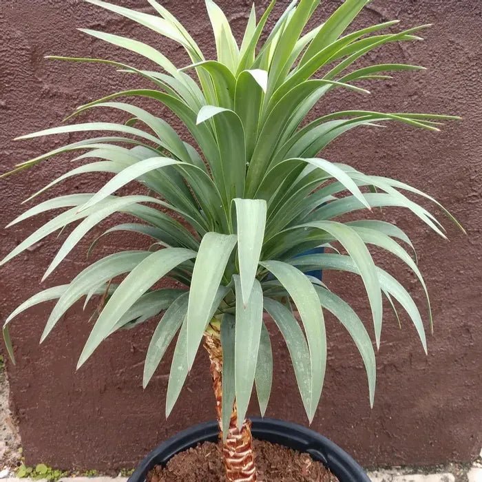 Yucca (Yucca desmetiana) - Ladybird Nursery