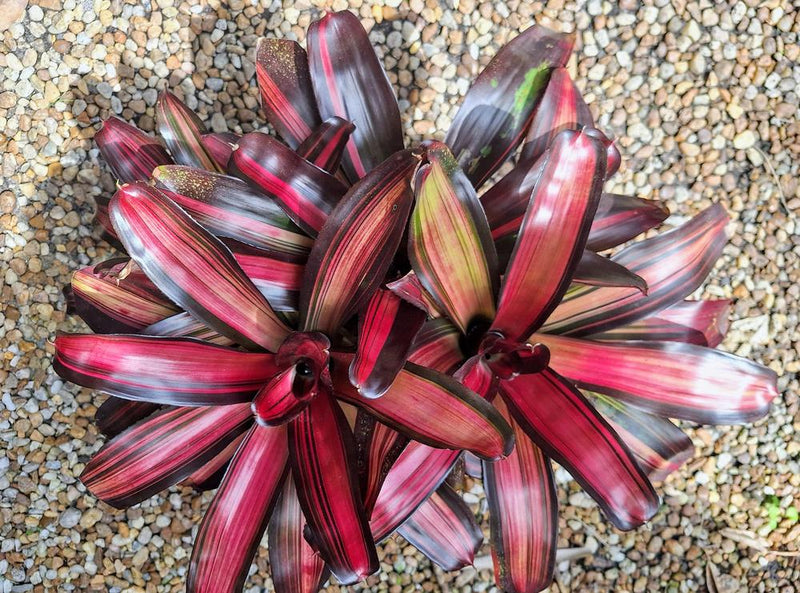 Bromeliad Dyn o mite (Neoregelia)