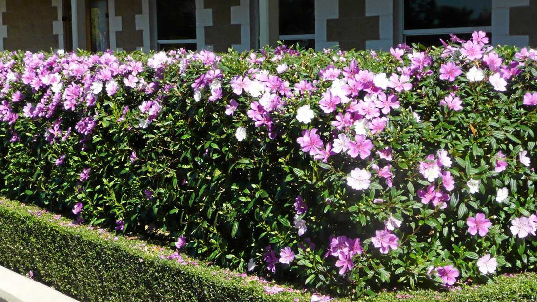 Tobouchina Noelene (Tibouchina) - Ladybird Nursery