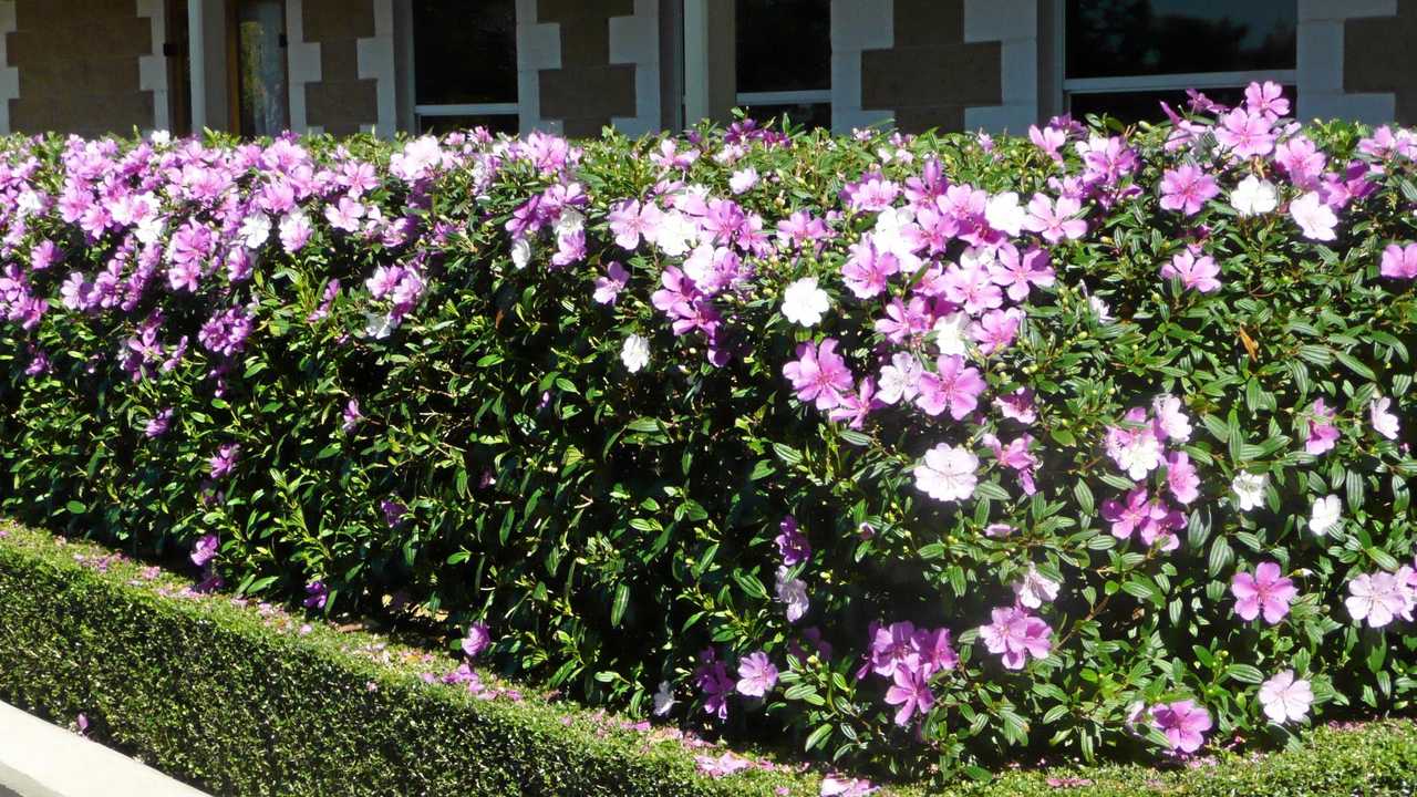 Tobouchina Noelene (Tibouchina) - Ladybird Nursery