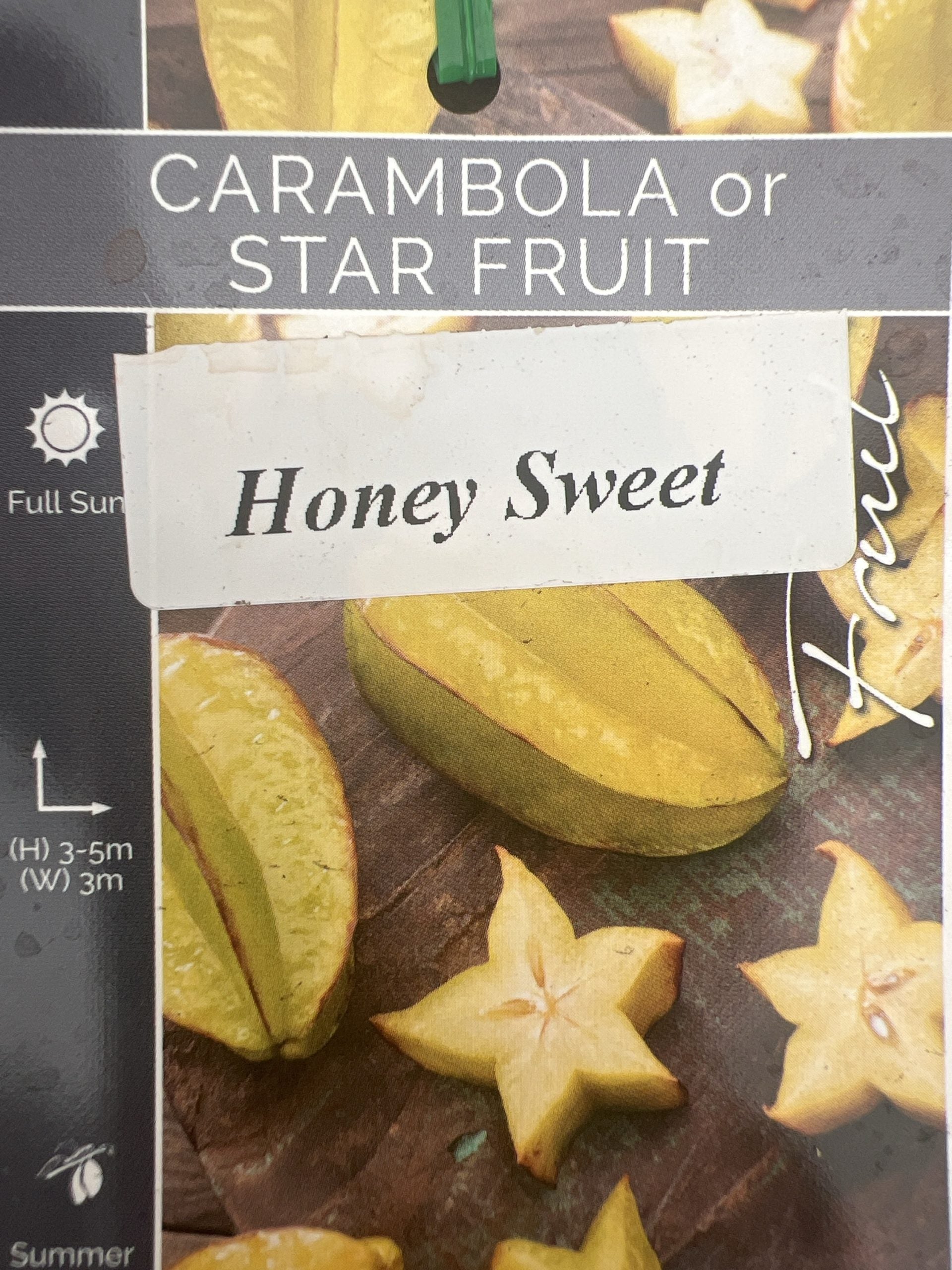 Carambola Honey Sweet (Star Fruit) Tree--Grafted