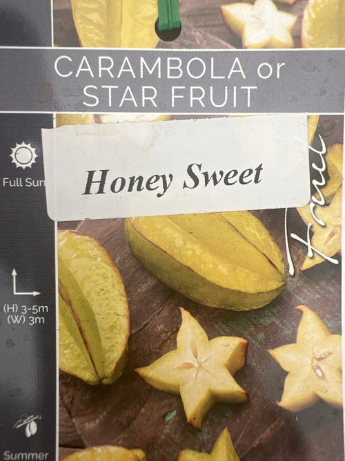 Carambola Honey Sweet (Star Fruit) Tree - Grafted - Ladybird Nursery
