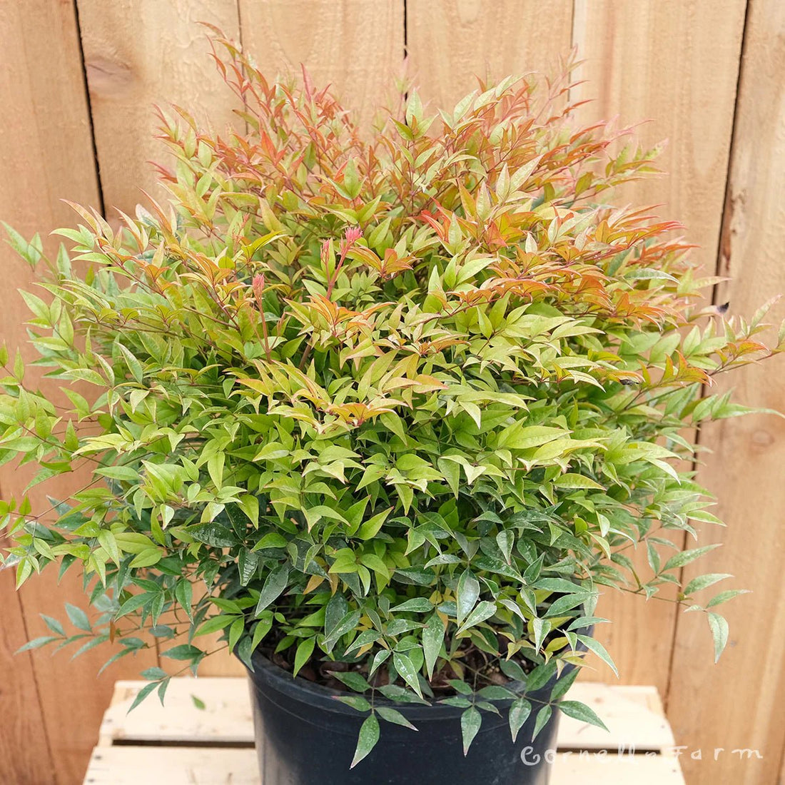 Heavenly Bamboo Moon Bay (Nandina domestica) - Ladybird Nursery