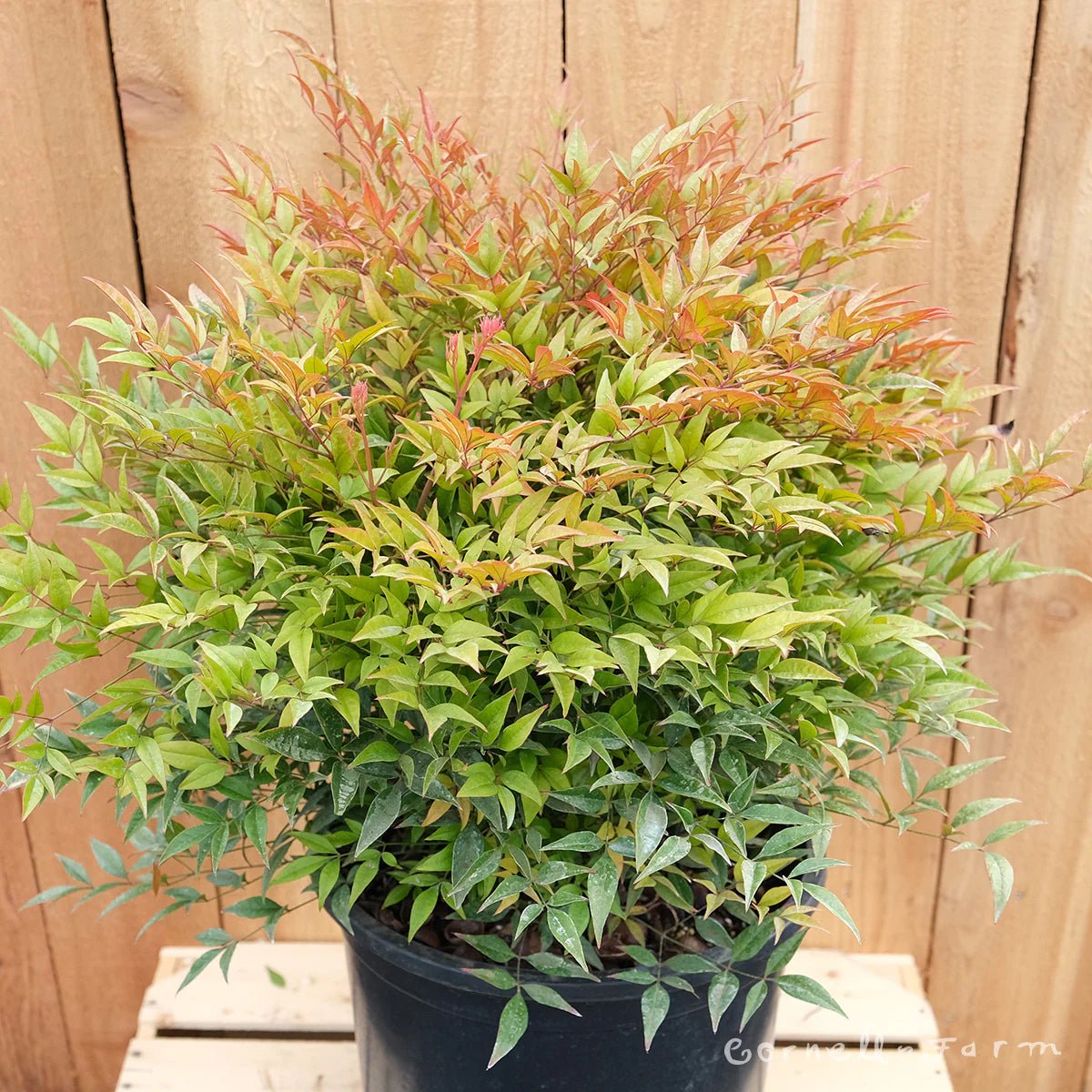 Heavenly Bamboo Moon Bay (Nandina domestica) - Ladybird Nursery