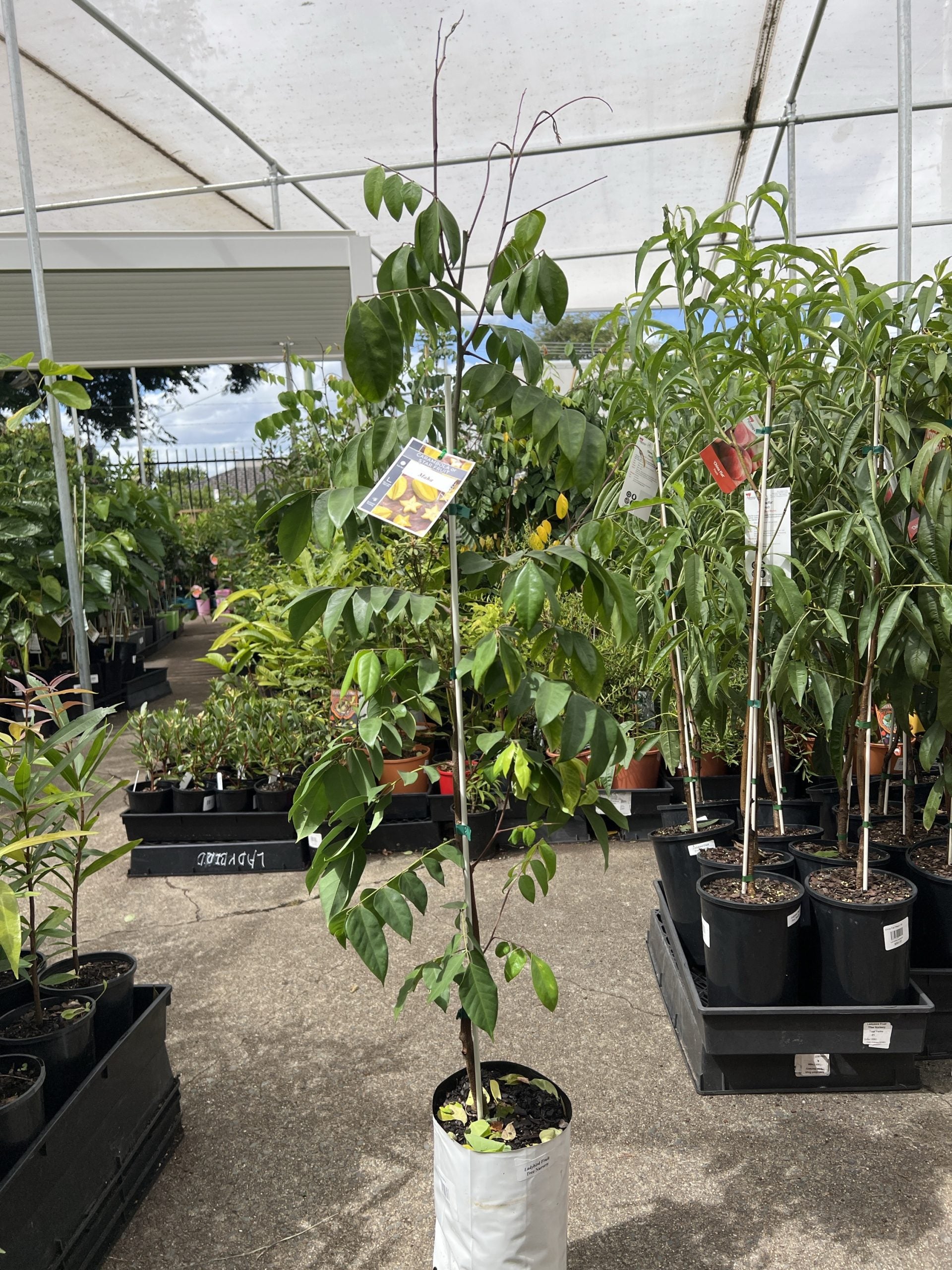 Carambola Maha (Star Fruit) Tree--Grafted