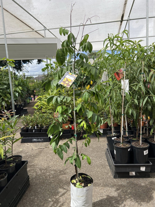 Carambola Maha (Star Fruit) Tree - Grafted - Ladybird Nursery