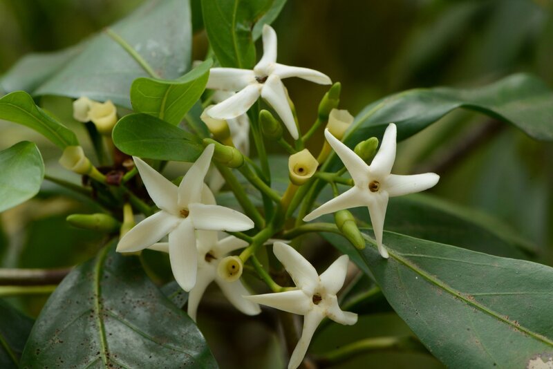Brown Gardenia (Atractocarpus fitzalanii)