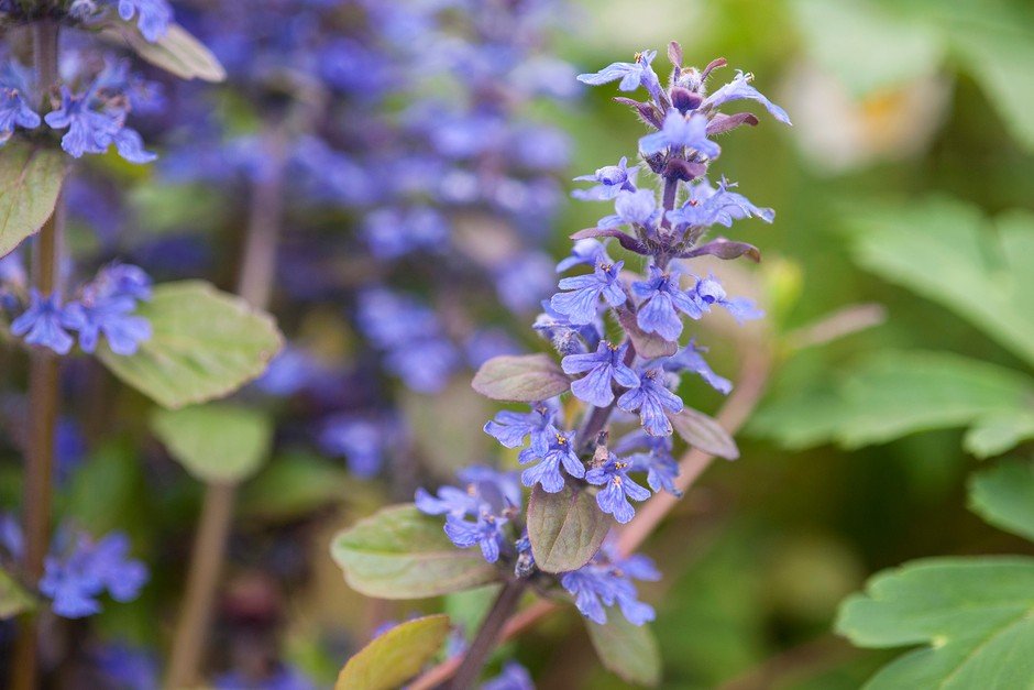 Common Bugle (Ajuga reptans) - Ladybird Nursery
