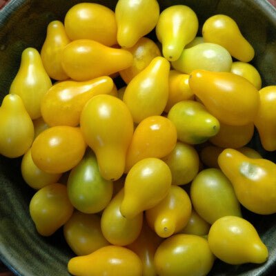 Tomato 'Cherry Mix’ (PICKUP ONLY) - Ladybird Nursery