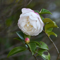 Sasanqua Camellia Beatrice Emily (Camellia sasanqua)