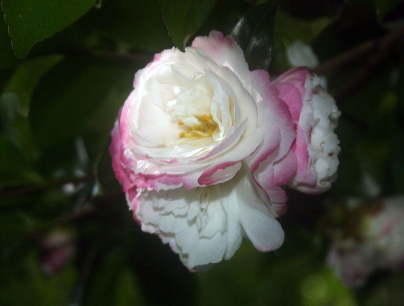 Sasanqua Camellia Beatrice Emily (Camellia sasanqua)