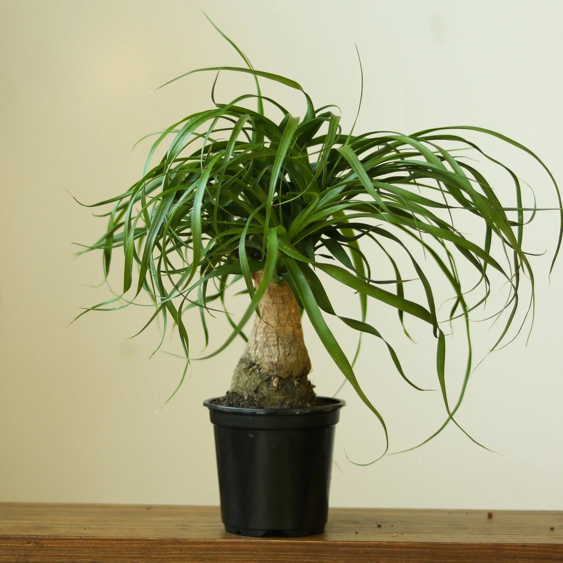 Ponytail Palm (Beaucarnea recurvata) - Ladybird Nursery
