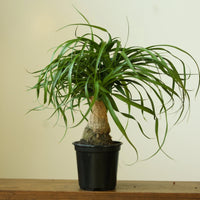 Ponytail Palm (Beaucarnea recurvata)