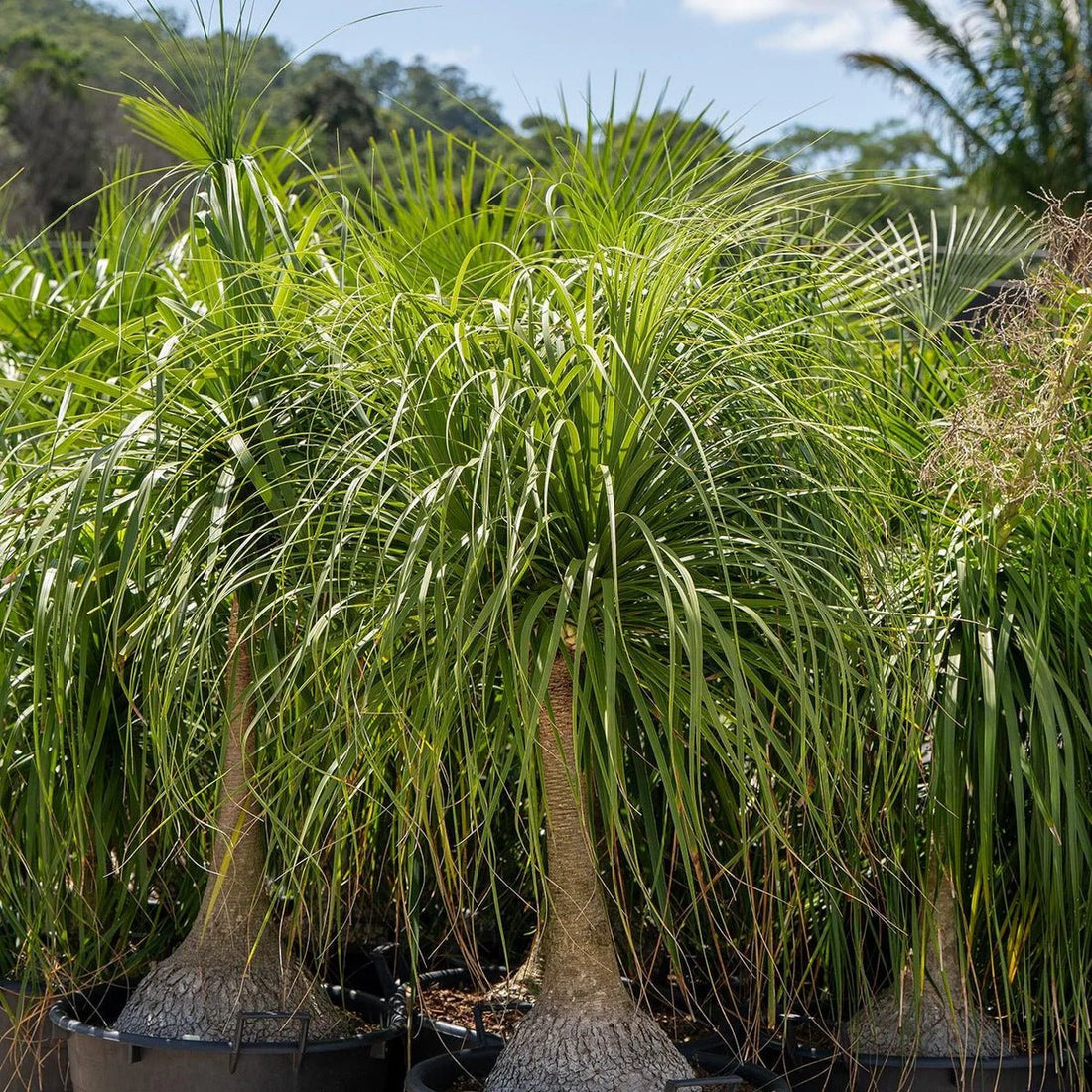 Ponytail Palm (Beaucarnea recurvata) - Ladybird Nursery
