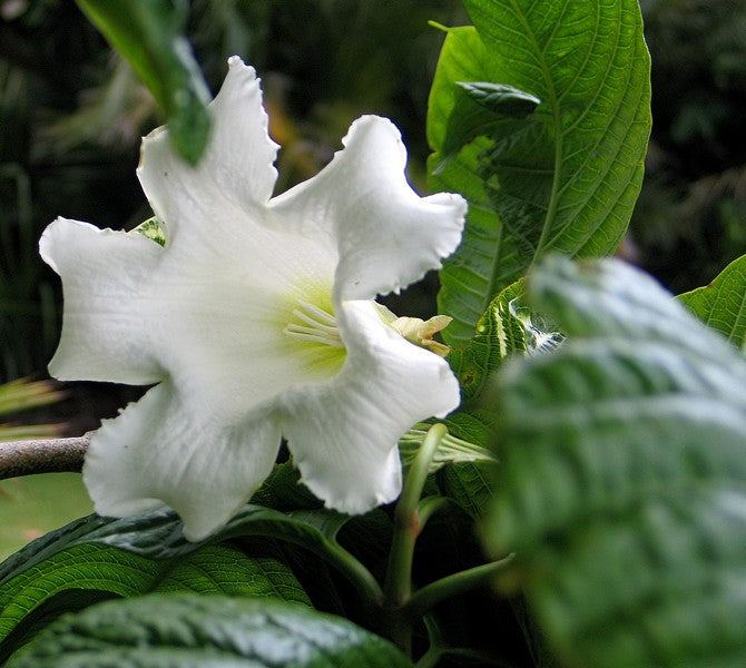 Herald's Trumpet (Beaumontia multiflora)