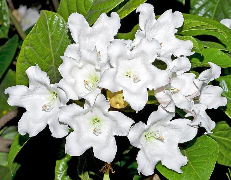 Herald's Trumpet (Beaumontia multiflora)