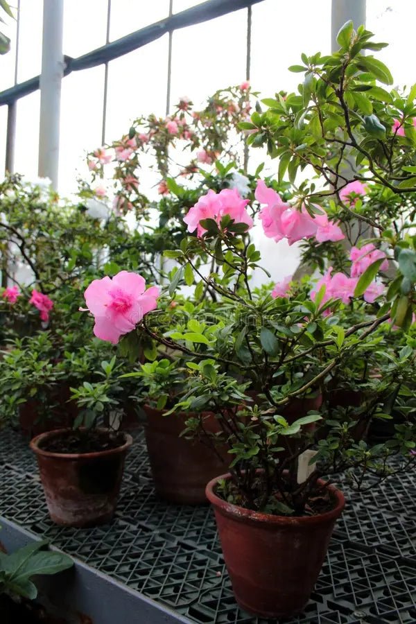 Azalea Dr Bergman - Ladybird Nursery